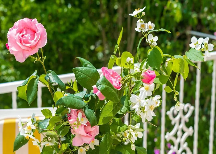 Appartement Bind - Basic Double With Patio And Garden View R3 Cavtat